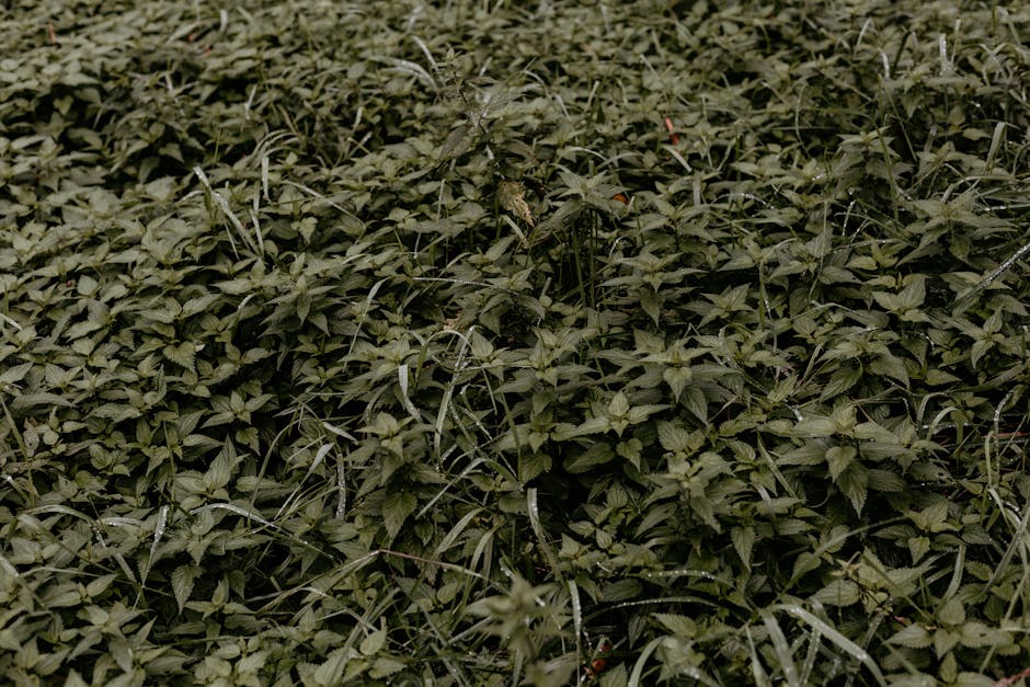 Managing Invasive Plants Before They Take Over
