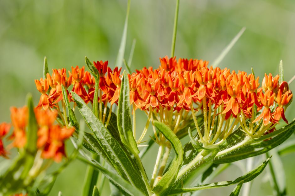 Why Native Plants Matter for Your Garden